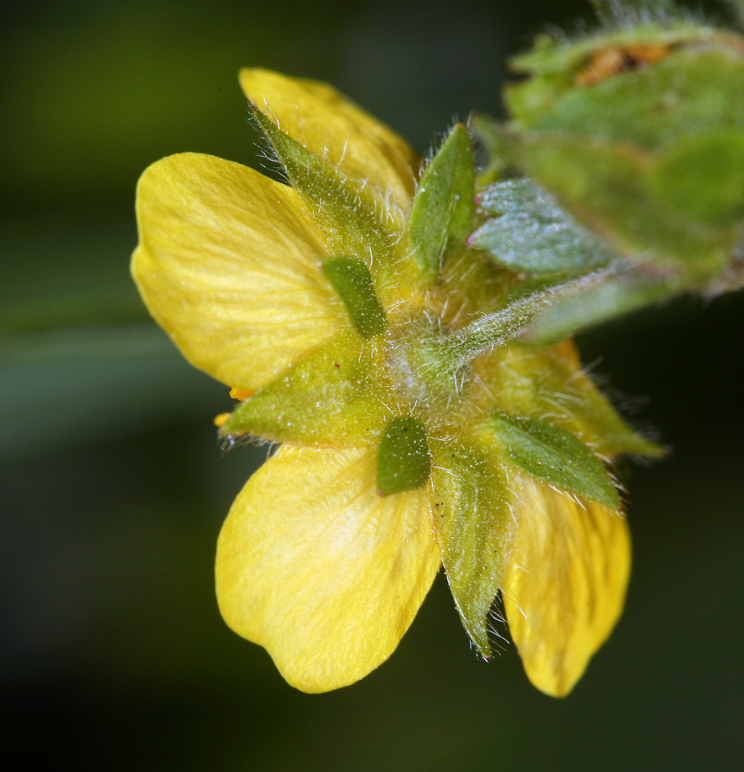 Image of high mountain cinquefoil
