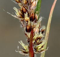 Image of Spiked Wood-Rush