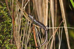 Image of Pseudoeurycea tlahcuiloh Adler 1996