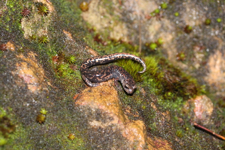 Image of Pseudoeurycea tlahcuiloh Adler 1996