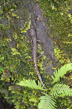 Image of Pseudoeurycea tlahcuiloh Adler 1996