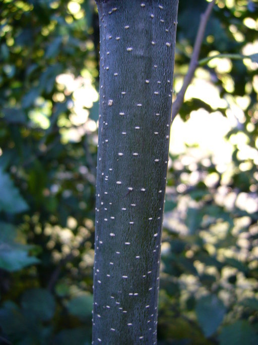 Image of Oregon Alder