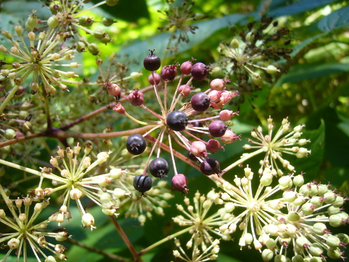 Image de Aralia californica S. Watson