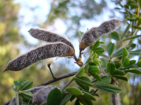 Image of French broom