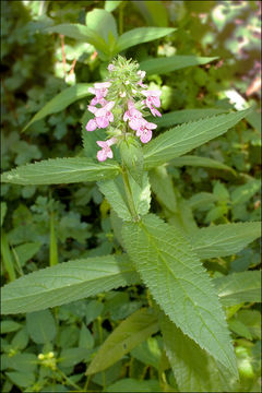 Слика од Stachys palustris L.