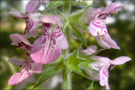 Слика од Stachys palustris L.