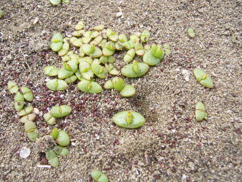 Image of ice plant