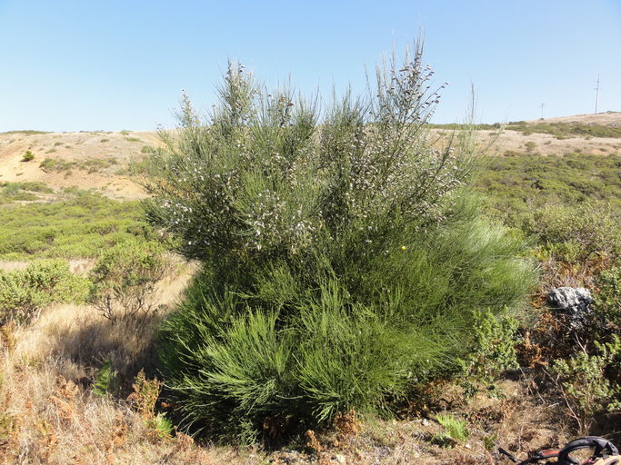 Image of striated broom