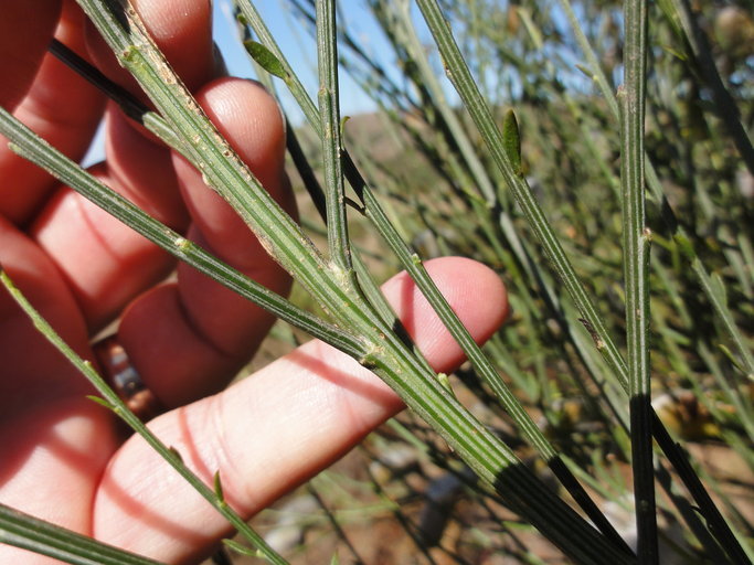 Image of striated broom