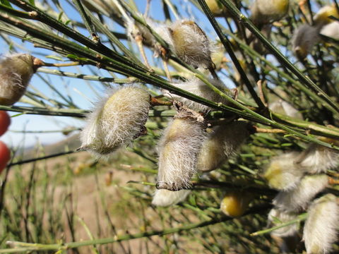 Image of striated broom