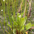 Alisma plantago-aquatica L. resmi