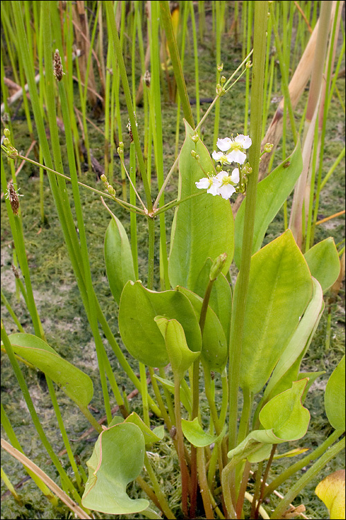 Image of Common Water-plantain