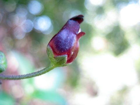 Image of Black-Flower Figwort