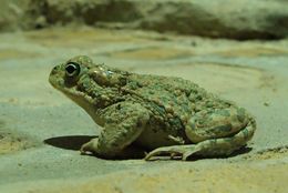 Image of African Green Toad