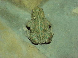 Image of African Green Toad