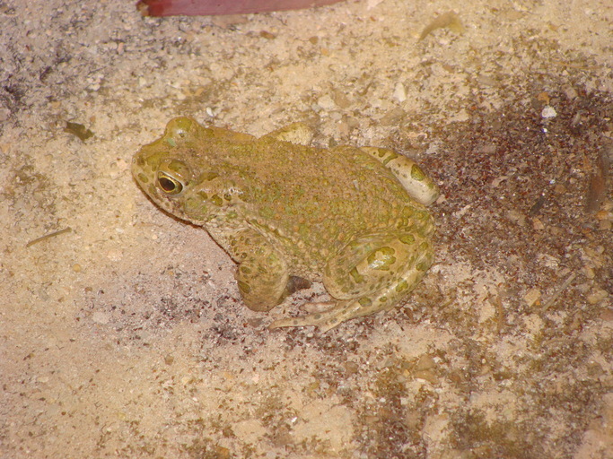 Image of African Green Toad