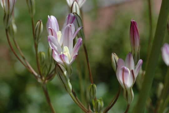 Image of Matson's brodiaea