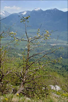 Image of Wild Pear