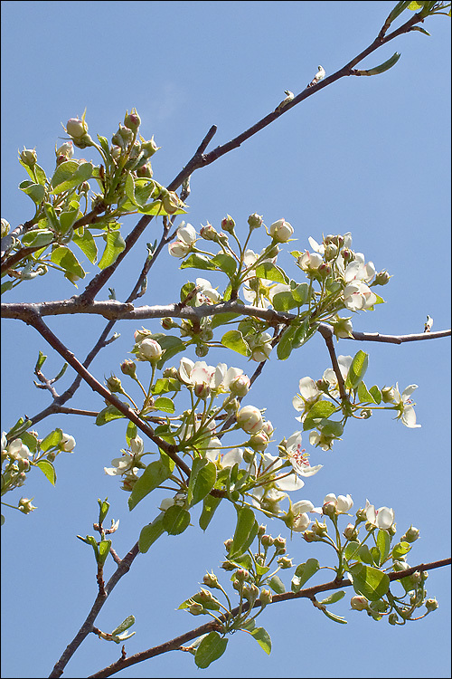 Image of Wild Pear
