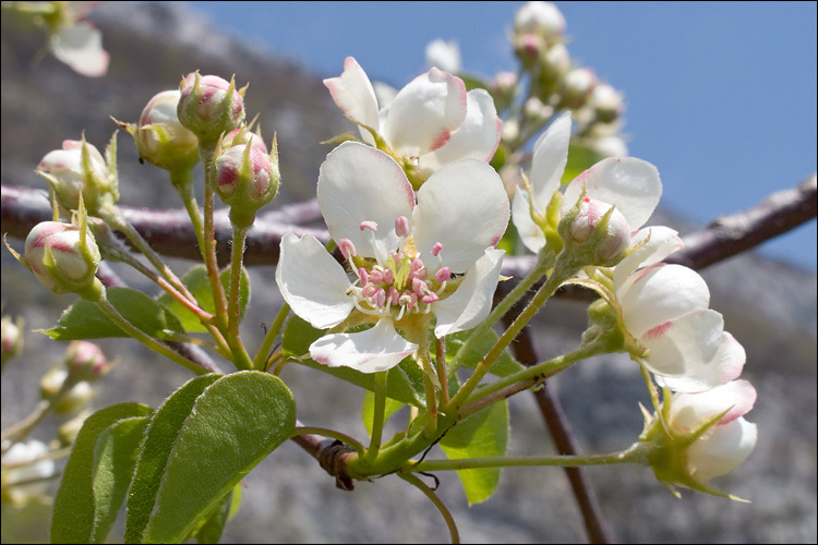 Plancia ëd Pyrus communis subsp. pyraster (L.) Ehrh.