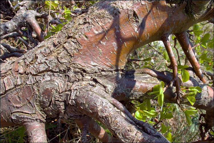 Plancia ëd Pyrus communis subsp. pyraster (L.) Ehrh.