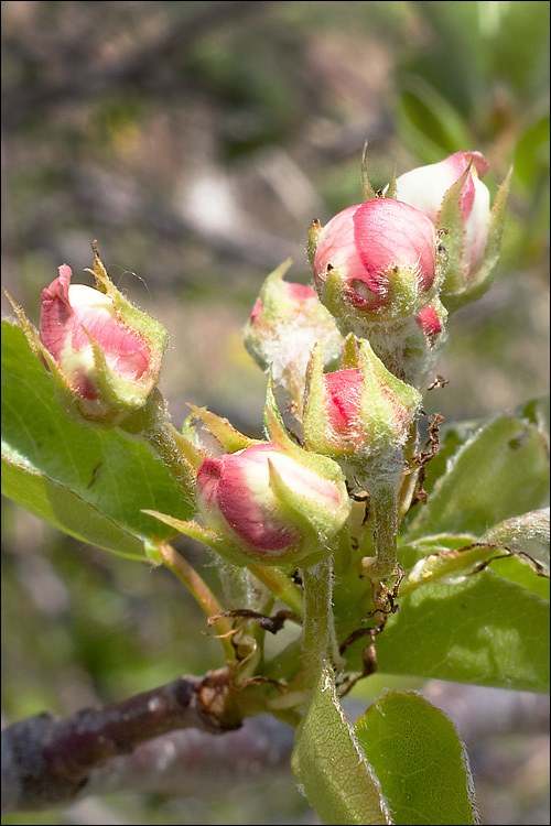 Plancia ëd Pyrus communis subsp. pyraster (L.) Ehrh.