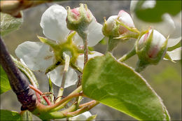 Plancia ëd Pyrus communis subsp. pyraster (L.) Ehrh.