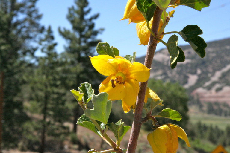 Sivun Fremontodendron californicum (Torr.) Coult. kuva