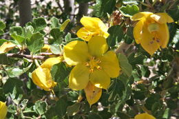 Sivun Fremontodendron californicum (Torr.) Coult. kuva