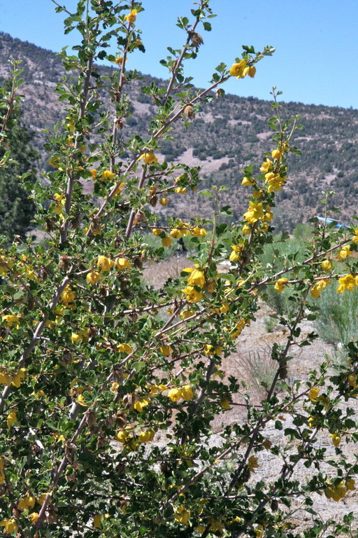 Sivun Fremontodendron californicum (Torr.) Coult. kuva