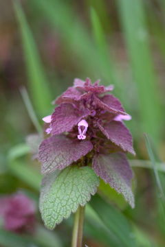 Image of purple archangel