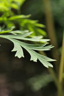 Image of Pacific bleeding heart