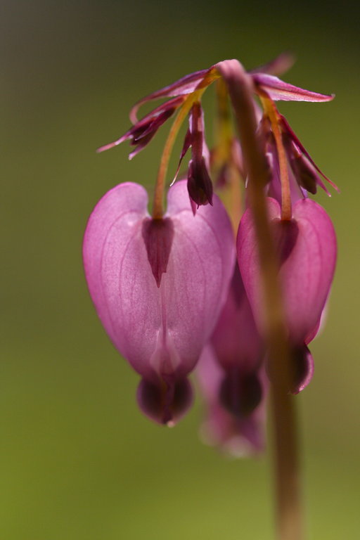 Image of Pacific bleeding heart