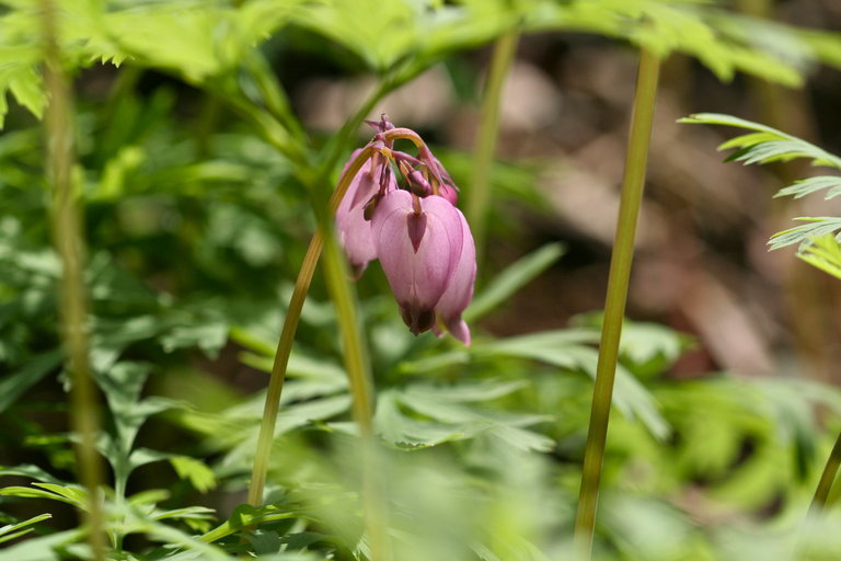 Image of Pacific bleeding heart