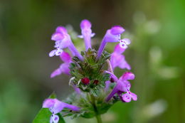 Image of common henbit