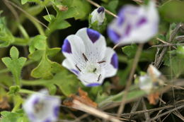 Imagem de Nemophila maculata Benth. ex Lindl.