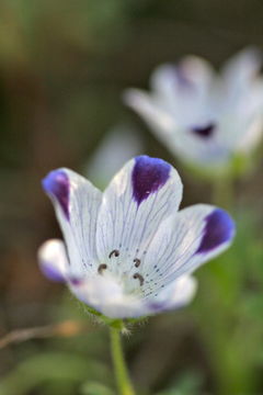 Imagem de Nemophila maculata Benth. ex Lindl.