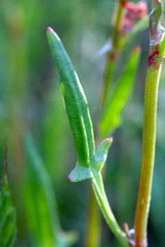 Слика од Rumex angiocarpus Murb.