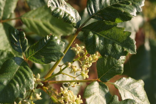 Image de sumac de l'Ouest