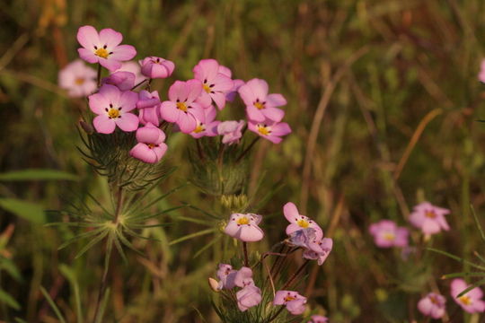 Image of mustang clover