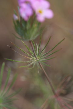 Image of mustang clover