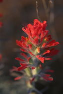 Image of cobwebby Indian paintbrush