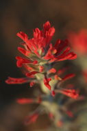 Image of cobwebby Indian paintbrush