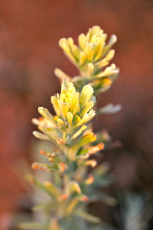 Image of cobwebby Indian paintbrush