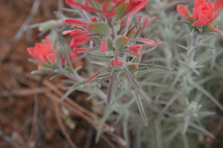 Image of cobwebby Indian paintbrush