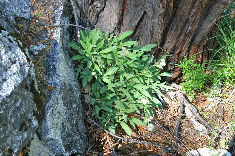 Image of waterleaf phacelia