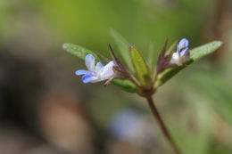 Image of maiden blue eyed Mary