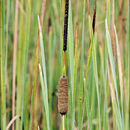 Sivun Typha laxmannii Lepech. kuva