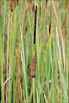 Image of graceful cattail