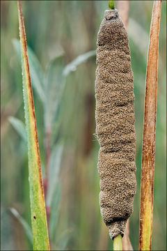 Image of graceful cattail